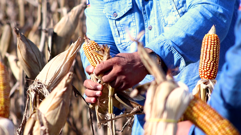 1ª Abertura da Colheita do Milho do Baixo Amazonas